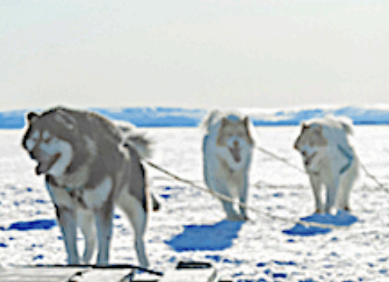 TMF Associates: Starlink sees “amazing growth”